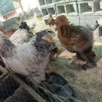 برهما مرغ وخروس