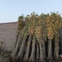 مرغوبترین و پر ریشه ترین نهال صنوبر|خدمات باغبانی و درختکاری|خمینیشهر, |دیوار