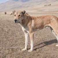 سگ سراب|سگ|خوی, |دیوار