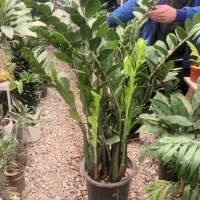 فروشگاه گل و گیاه ناز|گل و گیاه طبیعی|فردیس, شهرک ناز|دیوار