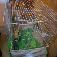 قفس سالم و نو