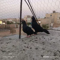 کفتر کلاغ