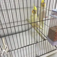 عروس هلندی مولد با جوجه