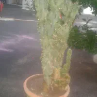 کاکتوس صخره ای