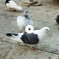 کبوتر پشتار ماده|پرنده|فردیس, شهرک ۱۱۰|دیوار