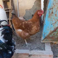 فروش خروس ریشو و نیمچه مرغ پاپر و مرغ محلی|حیوانات مزرعه|شیراز, تندگویان|دیوار