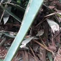 گل یو کا برای فروش|گل و گیاه طبیعی|ساری, |دیوار