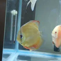 سلام ماهی دیسکس ۵ اینچ|ماهی|کرمانشاه, |دیوار