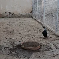 نرماده شالنگ سیاه عتیقه|پرنده|قم, دورشهر|دیوار