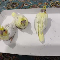 عروس هلندی سرلاکی