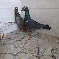 کفتر کبوتر سیاه غوره ای پیازی|پرنده|شیراز, رکنآباد|دیوار