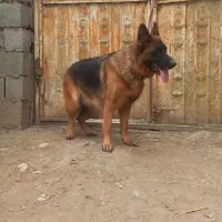 واگذاری یک جفت سگ ژرمن شولاین
