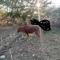 گاو زاییده با گوساله ماده|حیوانات مزرعه|اهواز, کمپلو شمالی|دیوار