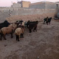 فروش بره وکهره