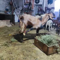 پازن هل عدانی .1ساله|حیوانات مزرعه|بندر گناوه, |دیوار