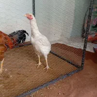 دوعدد مرغ و خروس لاری اصل|حیوانات مزرعه|اهر, |دیوار