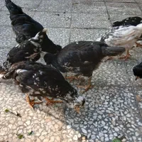 وارک ۴ ماهه گلین طوسی|حیوانات مزرعه|دهلران, |دیوار