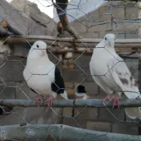 فروش کبوتر دوکت