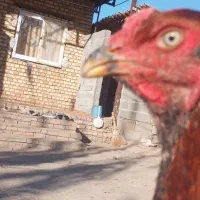 لاری افغان|حیوانات مزرعه|فاضل آباد, |دیوار