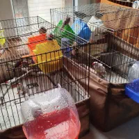 فنچ زبرا و بنگالی