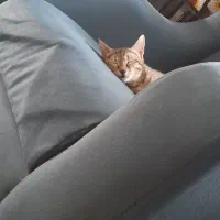 واگذاری دوتاگربه ماده (مادروبچه) کاملادستی