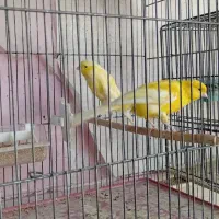 چند نمونه قناری|پرنده|خمینی‌شهر, |دیوار