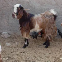 بره نر و کهره نر