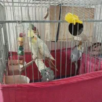 یک جفت عروس هلندی