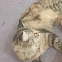 گربه پرشین بریتیش|گربه|اصفهان, شهرک امام خمینی|دیوار