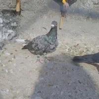 کبوتر