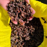 کشمش درگز کشمش آفتابی کشمش گله کشمش پلویی تیزابی