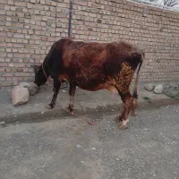 گاو|حیوانات مزرعه|شاهیوند, |دیوار