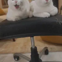 دوتا گربه پرشین کلاسیک یکیشون چشماش دورنگ