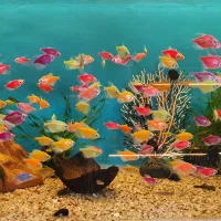 ماهی ماهی ماهی ماهی