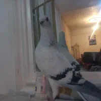 سه عدد شامی نره یکه بهترین نژاد|پرنده|چگنی, |دیوار