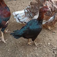 مرغ و خروس لاری