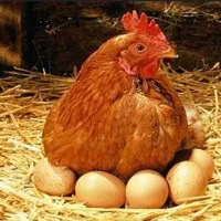 مرغ تخم گذار