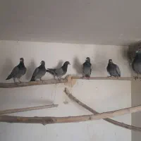 کبوترسبز دوخط  پلاکی|پرنده|اصفهان, عسگریه|دیوار