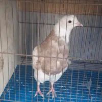 ماهی ک ف ت ر