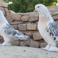 کبوتر تاکلا تُرکیه.  سوسنی کاغذی. سبز عربی اصیل