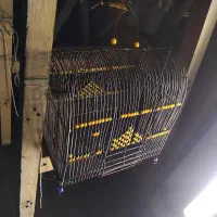 قفس دستبافت سره