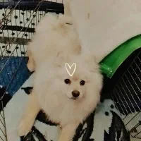 واگذاری پامر