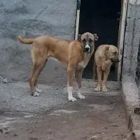 توله نر ۹ ماهه،بسیار درشت