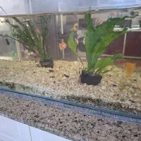 ماهی آکواریوم رنگی تزئینی|ماهی|مشهد, سیلو|دیوار