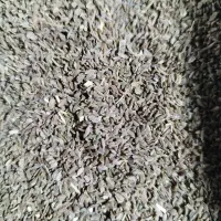 بذر هویج ولبو فله