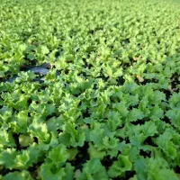 نشاگل کلم|گل و گیاه طبیعی|ساوه, |دیوار