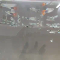 ماهی ،اکواریوم|ماهی|گنبد کاووس, |دیوار