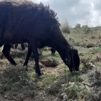 شیشک هترو با برگه آزمایش  همه چی بشرط