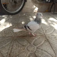 سوسنی دم سفید ماده|پرنده|شیراز, اصلاح‌نژاد|دیوار