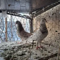 سرورنروماده بشرت